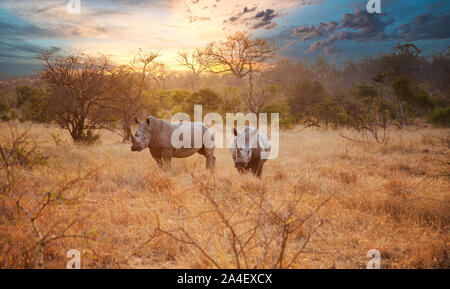 Deux Rhinos en fin d'après-midi, Kruger National Park Banque D'Images