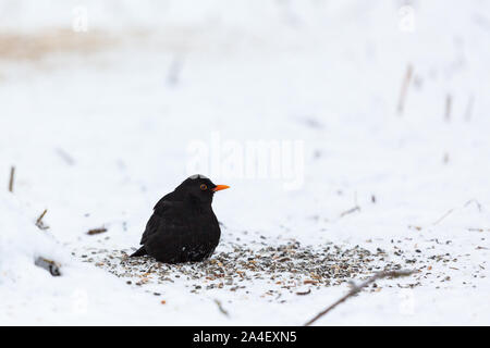 Merle noir assis parmi les graines dans la neige Banque D'Images