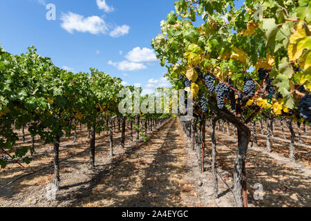 Rangées de vignes de Merlot de plus en plus sur la vigne dans un vignoble Califonian. Banque D'Images