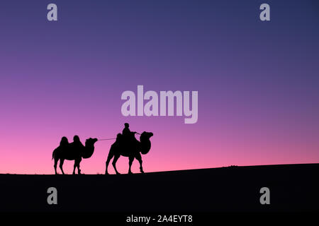 Nomade mongol avec sa femme les chameaux de Bactriane en désert de dunes au lever du soleil. Désert de Gobi, en Mongolie. Banque D'Images