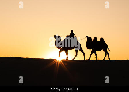 Nomade mongol avec sa femme les chameaux de Bactriane en désert de dunes au lever du soleil. Désert de Gobi, en Mongolie. Banque D'Images