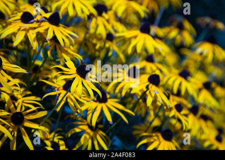 Black Eyed Susan Banque D'Images