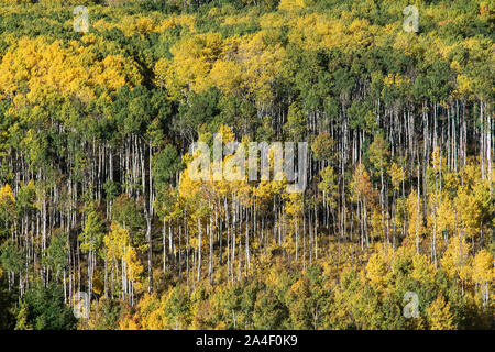 Automne tremble près de Crested Butte, Colorado Banque D'Images