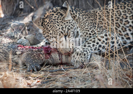 Femme léopard (Panthera pardus) avec varan tuer, ce qu'elle mange en vie dans le Parc National de Moremi (Xini Lagoon), Botswana Banque D'Images