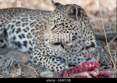 Femme léopard (Panthera pardus) avec varan tuer, ce qu'elle mange en vie dans le Parc National de Moremi (Xini Lagoon), Botswana Banque D'Images