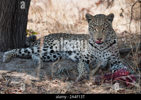 Femme léopard (Panthera pardus) avec varan tuer, ce qu'elle mange en vie dans le Parc National de Moremi (Xini Lagoon), Botswana Banque D'Images