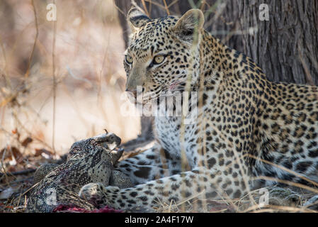 Femme léopard (Panthera pardus) avec varan tuer, ce qu'elle mange en vie dans le Parc National de Moremi (Xini Lagoon), Botswana Banque D'Images