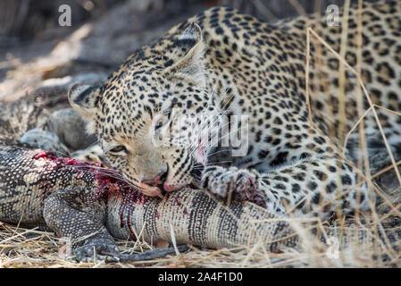 Femme léopard (Panthera pardus) avec varan tuer, ce qu'elle mange en vie dans le Parc National de Moremi (Xini Lagoon), Botswana Banque D'Images