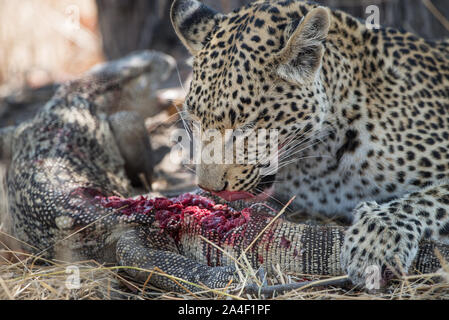 Femme léopard (Panthera pardus) avec varan tuer, ce qu'elle mange en vie dans le Parc National de Moremi (Xini Lagoon), Botswana Banque D'Images