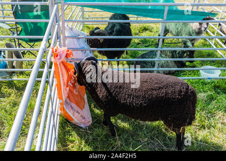 Une Black Welsh Mountain Sheep dans un stylo dans la zone d'alimentation du bétail à la Frome Cheese Show du 14 septembre 2019 Banque D'Images