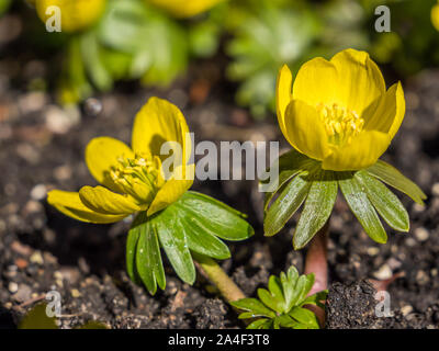 Aconit d'hiver dans le jardin Banque D'Images