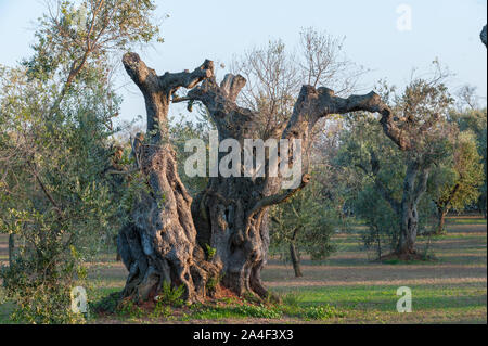 Olivier vieux de plusieurs siècles dans un domaine où les plus anciennes plantes touchées par Xylella fastidiosa maladie sont remplacés par de plus jeunes variété résistante à bacter Banque D'Images