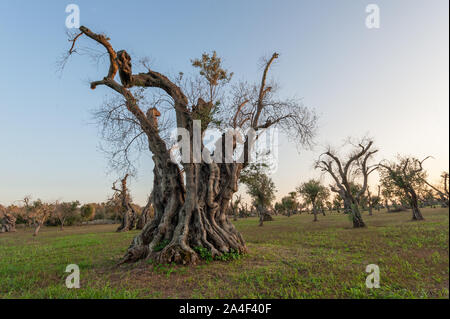 Siècles vieil olivier touchés par la maladie de Xylella fastidiosa agriculteurs ; couper les branches pour réduire l'exposition et pour essayer de sauver l'usine Banque D'Images