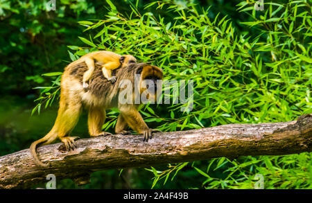 Libre d'un singe hurleur or mère avec son bébé dans un arbre tropical, espèce de primate d'Amérique Banque D'Images