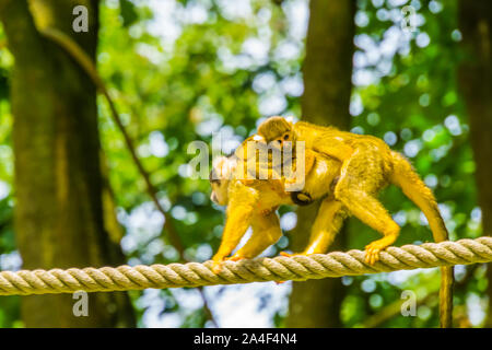 Singe-écureuil commun marcher sur une corde avec un bébé sur son dos, petite espèce de primates du bassin amazonien d'Amérique Banque D'Images