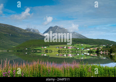 L'épilobe à feuilles étroites (Epilobium angustifolium) une fleur sauvage rose autour du lac de plus en plus Granvinvatnet, Hordaland, Vestlandet, Norvège Banque D'Images