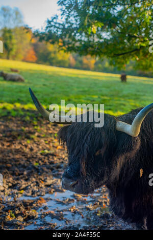 Gros plan d'une vache Highland Park à Glasgow en Ecosse Pollok Banque D'Images