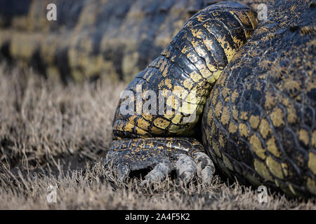 Le pied avant et les griffes d'un grand crocodile du Nil Crocodylus niloticus reposant sur les rives de la rivière Chobe au Botswana, l'Afrique Banque D'Images