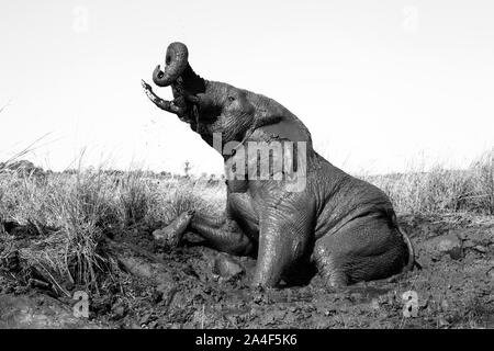 Image en noir et blanc d'un éléphant d'Afrique Loxodonta africana adultes prenant un bain de boue sur les rives de la rivière Chobe au Botswana Banque D'Images