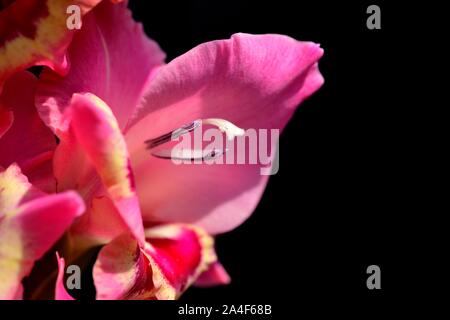 Glaïeuls papillon fleur rose, Banque D'Images