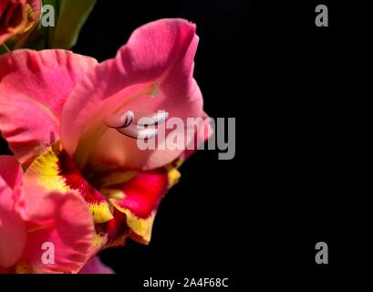 Glaïeuls papillon fleur rose, Banque D'Images