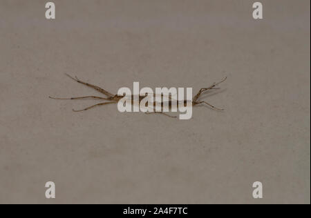 L'accouplement crane flies à Mumbai, Inde. Une grue mouche est un insecte de la famille Tipulidae (ordre des Diptères). Les mouches de la grue ont un corps comme les moustiques et extrêmement longues jambes. La taille varie de petite à près de 3 cm (1,2 pouces) de long, ces insectes volants lents inoffensifs sont habituellement trouvés autour de l'eau ou parmi une végétation abondante. Banque D'Images