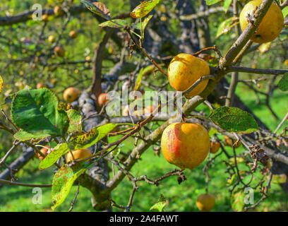 Pommes jaune sur une branche entourée de feuilles vertes en automne. Produits bio locaux. Banque D'Images