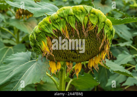 Un grand tournesol fini unique chef trille dans un champ agricole en automne Banque D'Images