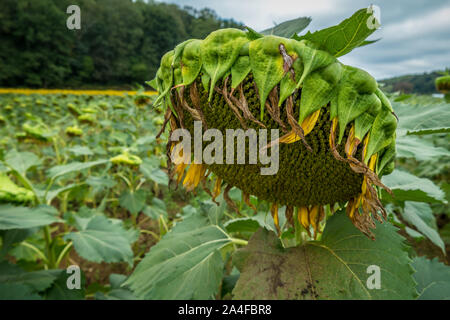 Une grande tête de tournesol tournesol avec floraison fini libre champ et arbres en arrière-plan à l'automne Banque D'Images