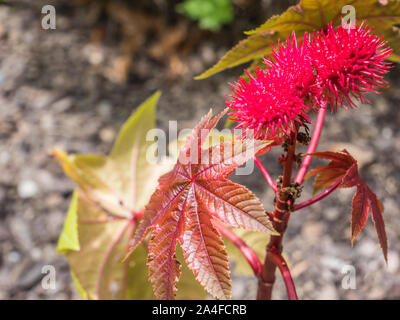 Rizinus, Ricinus communis Banque D'Images