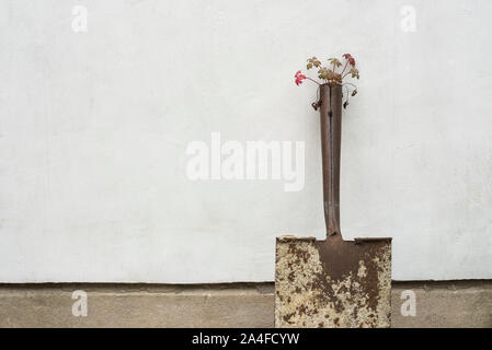 Vie trouve un moyen de revenir dans la plus pauvre du pays. Une petite plante pousse dans la demeure en bois d'un chat. Copier l'espace. Banque D'Images