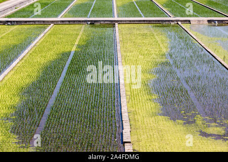 Champs verts de riz en Asie, en vue d'en haut de riz rizière. Les paysages ruraux. Banque D'Images