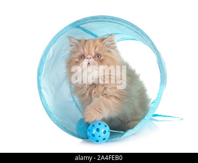Chaton persan in front of white background Banque D'Images