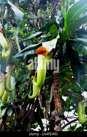 Sarracénie - Nepenthes est un genre de plantes carnivores, également connu sous le nom de la sarracénie tropical Banque D'Images