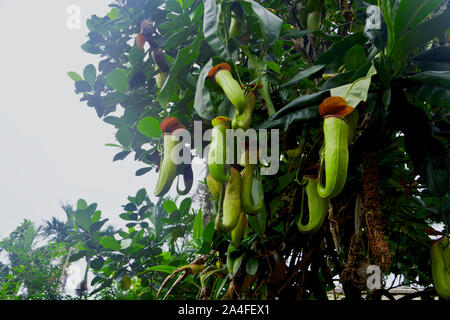 Sarracénie - Nepenthes est un genre de plantes carnivores, également connu sous le nom de la sarracénie tropical Banque D'Images