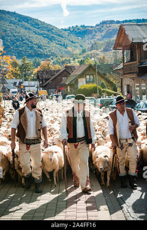 SZCZAWNICA, Pologne - 12 octobre 2019 : bergers des Carpates traditionnelles menant de moutons paissant dans les montagnes aux villages pour l'hiver. La célébration de Tr Banque D'Images