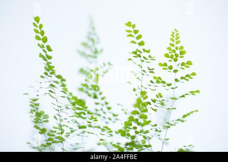 Gros plan d'une maidenhair fern. Banque D'Images