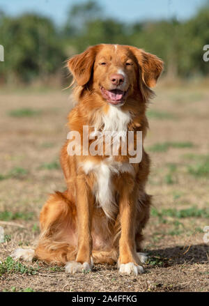 Nova Scotia Duck Tolling Retriever reposant dans la nature Banque D'Images