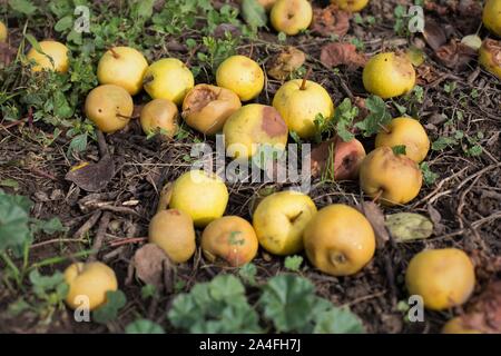 Les pommes en décomposition sur le sol sous un pommier. Banque D'Images