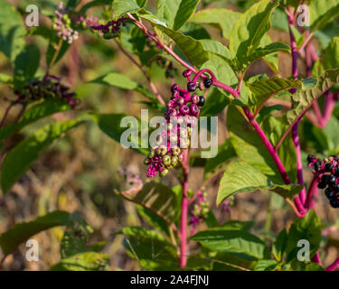 Toxiques et toxiques de l'usine du phytolaque (pokeweed) avec de plus en plus de petits fruits dans le soja farm field Banque D'Images