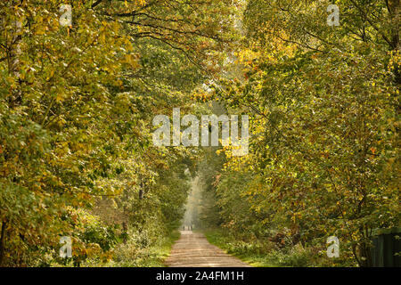 Beau paysage au début de l'automne avec un long chemin de gravier menant à travers une forêt idyllique avec les feuilles jaunissent. Vu en Septembre Banque D'Images