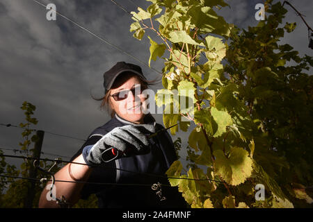 La récolte du raisin à la vigne en romain Wroxeter Shropshire, UK Banque D'Images