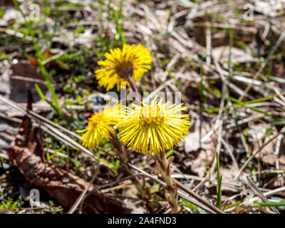 Tussilage Tussilago farfara jaune des fleurs au printemps Banque D'Images