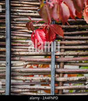 Les feuilles d'automne rouge vif et les baies du blue wild grapes growing sur la clôture, fond juteux, copy space Banque D'Images