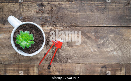 Plante succulente avec des accessoires sur fond de bois. Copier l'espace. Vue d'en haut. Banque D'Images