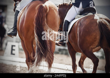 Une belle fluffy voletant queue d'un cheval d'oseille qui marche dans une paire à côté d'un cheval sur une plage de la Baie d'arena éclairée par la lumière du soleil. Banque D'Images