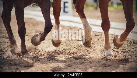 Les jambes de deux chevaux galopant dans une arène de sable qui effectuent en dressage. Banque D'Images