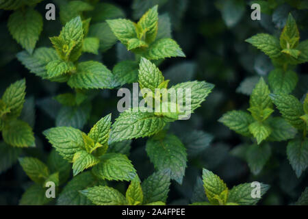 La Menthe Odorante frais lumineux est en croissance active, et ses feuilles sont parsemées de petites gouttes de rosée. Banque D'Images