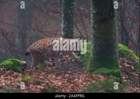 Lynx (Lynx linx), captive, Parc National de la forêt bavaroise, Bavière, Allemagne. Banque D'Images