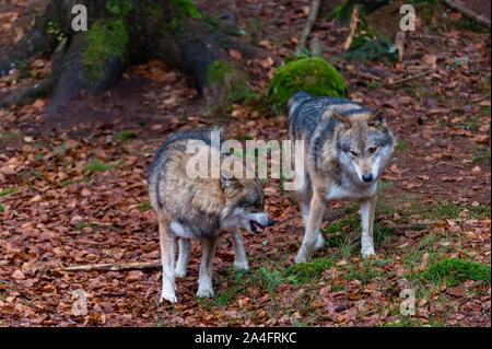 Le loup (Canis lupus), le Parc National de la forêt bavaroise, Bavière, Allemagne. Le parc national Bayerischer Wald a une superficie de 200ha avec grande baie de la faune Banque D'Images